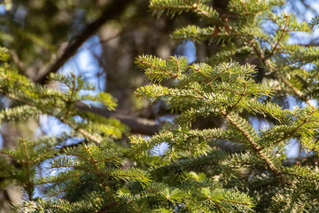 Green pine tree branches close-up on sunny blurred background. Natural spring evergreen plant close view