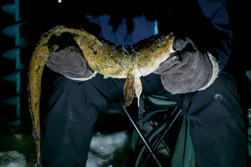 Man holding a newly caught burbot in his hands covered with gloves in extremely cold winter conditions in the middle of the night in Finland in February 2021..