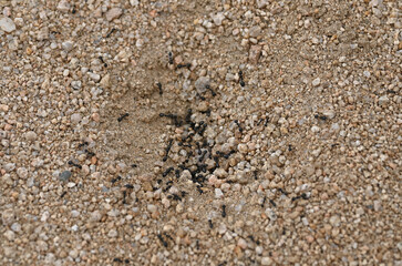 Black ant colony in desert closeup.