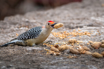 red-bellied woodpecker ( melanerpes melaneria) eating some nuts