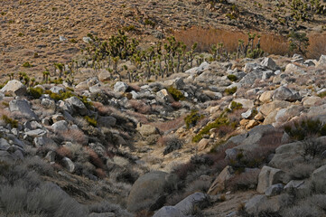  High desert gully.