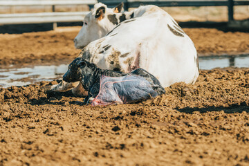 the newborn cow calf next to its mother
