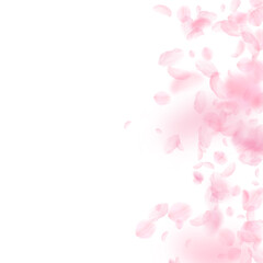 Sakura petals falling down. Romantic pink flowers gradient. Flying petals on white square background. Love, romance concept. Worthy wedding invitation.