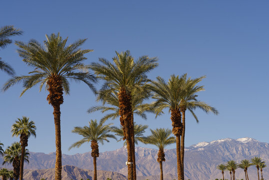 Palm trees, mountain range, and blue sky landscape in Palm Desert, Coachella Valley, California. © angeldibilio