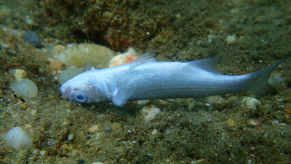 Dead flathead grey mullet (Mugil cephalus) undersea, Aegean Sea, Greece, Halkidiki
