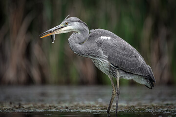 Grey heron standing in water fishing. It has a fish in its beak