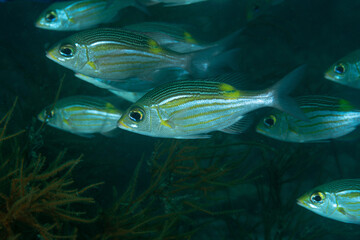 gruppo di pesce imperatore dorato, Gnathodentex aureolineatus, in mezzo alle alghe