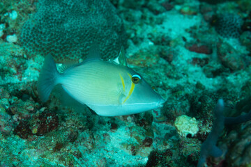 Fototapeta na wymiar pesce balestra con striature gialle con barriera corallina sullo sfondo