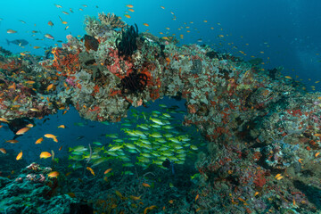 Fototapeta na wymiar barriera corallina con spugne, coralli ed un branco di pesci azzannatori striati, Lutjanus kasmira