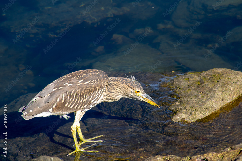 Wall mural juvenile black crowned night heron