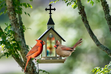 Mr. and Mrs. Northern Cardinal Meet at the Chapel High in the Treetops