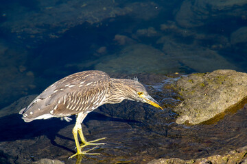juvenile black crowned night heron