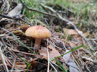 a mushroom is born on the floor of a forest among grass.