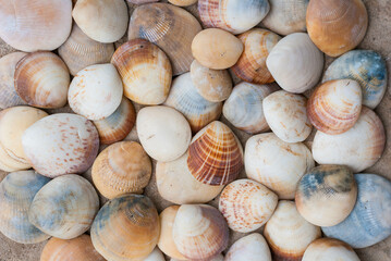 seashells on the sand