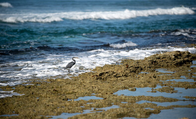 seagull on the beach