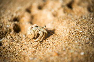 close up of a crab on the sand