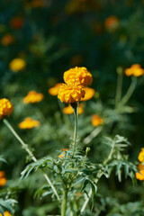Cempasuchil flowers. Day of the dead flower. Mexican flowers. Yellow flowers. planting flowers in mexico