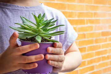 Little kid holding succulent plant on planter