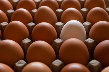Fototapeta na wymiar one white egg on a brown egg carton 