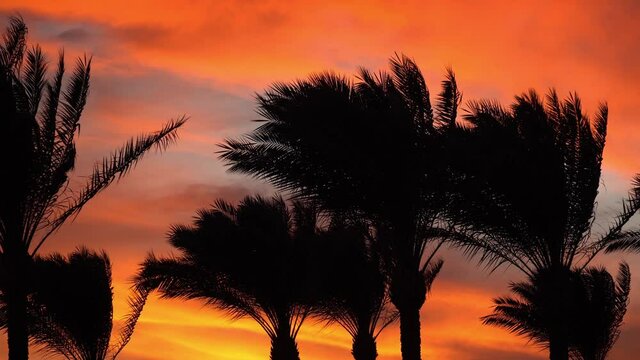 Palm branches sway in the wind at sunset, tropical landscape, sunrise on the seashore, palm trees on the background of an exotic sunset on the beach, ominous clouds at sunset