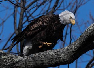 Female Bald Eagle
