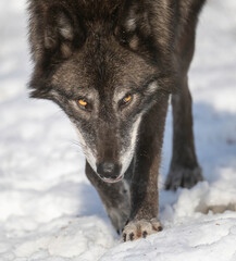 Black Wolf snow