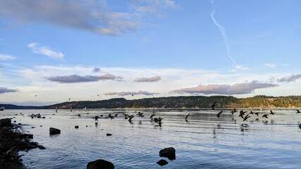 Lake Washington evening with ducks flying in.