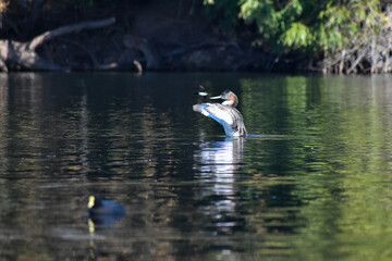 great grebe (Podiceps major) seen in Buenos Aires