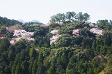 Fototapeta na wymiar 春のイメージ　山桜 