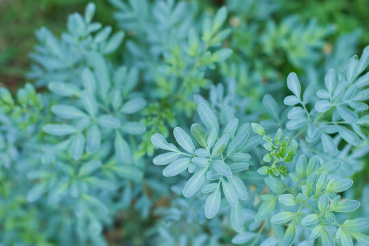 Rue Ruta Graveolens Plant