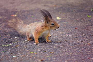 squirrel on the ground