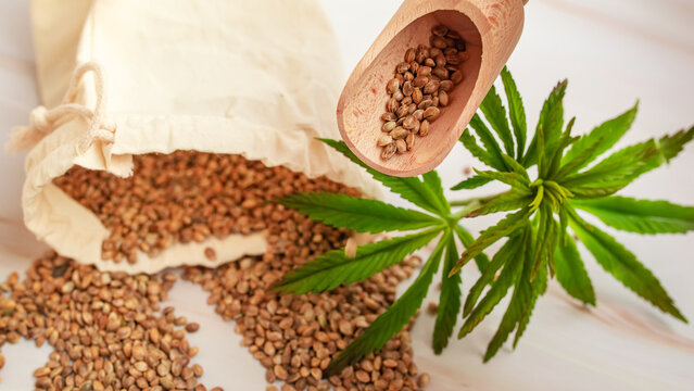 Hemp seeds, ingredients for vegan supplements, CBD products. concept of extracting cannabis leaves as a therapeutic oil in natural herbal medicine. Marijuana in the food industry.
