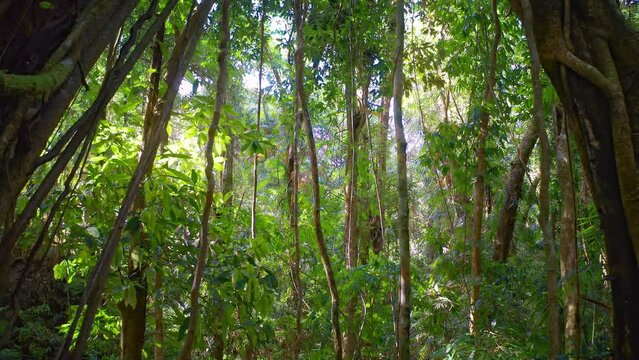 Dense rainforest vegetation in jungle of Daintree nature reserve. Queensland AU