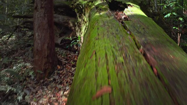 Australia Queensland rainforest. Massive fallen tree in Kondalilla national park