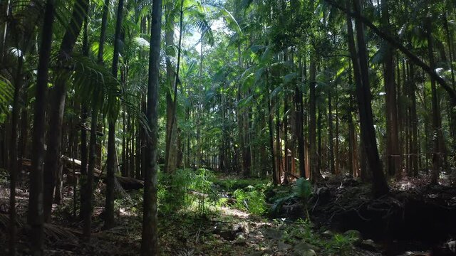 Queensland Australia rainforest botany and vegetation. Kondalilla nature reserve