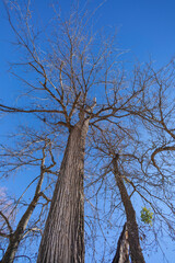 Photo up to the tree top shot from below, between autumn and winter 