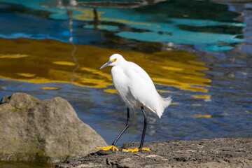 Snowy egret