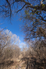 Fototapeta premium Brownwood Texas, Riverside park, walking trial during winter season.