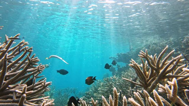 Flute fish trumpetfish Great Barrier Reef marine life. Australia wildlife nature
