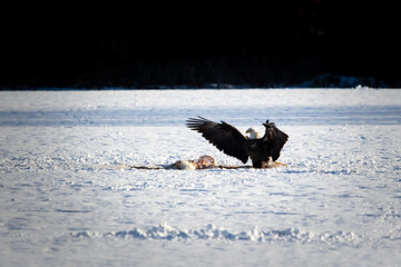 Bald Eagle with wings spread at feeding site