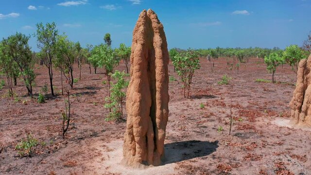 Northern Territory Australia outback desert landscape. Termite mounds in bush