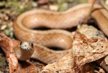 Dekay's brown snake (Storeria occipitomaculatua) seen in a forest in Ohio. 

