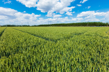 Wheat is growing in the field ,The wheat fields are under the blue sky and white clouds