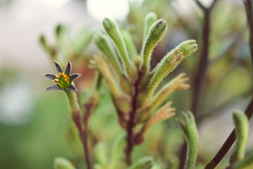 native Australian kangaroo paw plant with green yellow flowers outdoor in beautiful tropical backyard