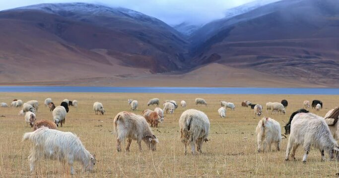 Travelng to Tso Moriri lake in Himalaya mountains, north India. Goats and sheep pasturing near water