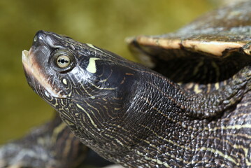 Obraz premium Neugierige Schildkröte in einem Teich