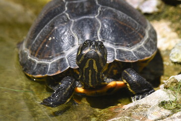 Neugierige Schildkröte in einem Teich