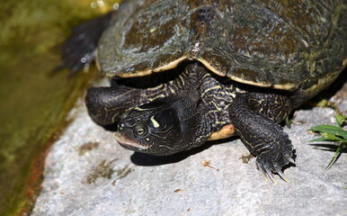 Schildkröte auf einem Fels im Teich