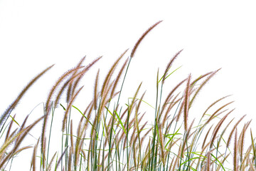 grass flower, rice Weeds, reeds, isolated on white, clipping path