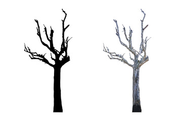 Dead tree isolated on white and silhouette of a tree, clipping path